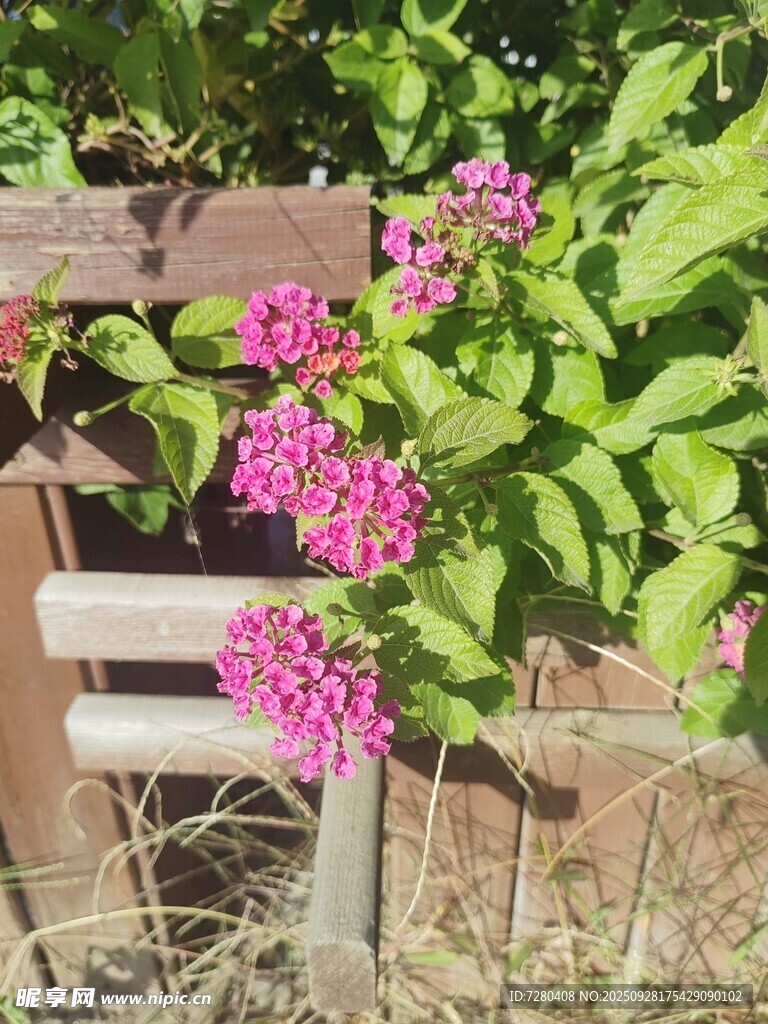 木椅旁绽放的粉色花卉