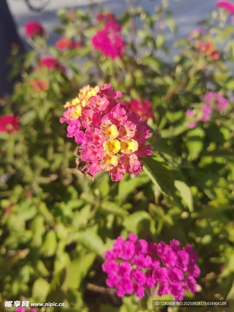 多彩绚烂的马缨丹花卉