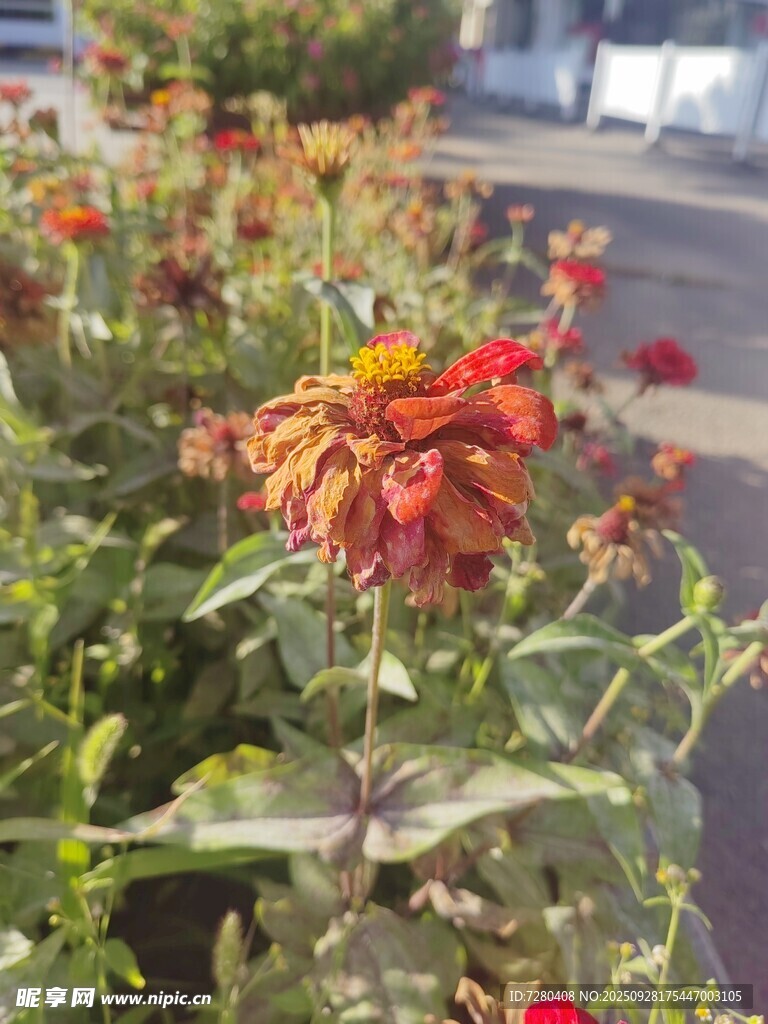 路边绽放的多彩花朵