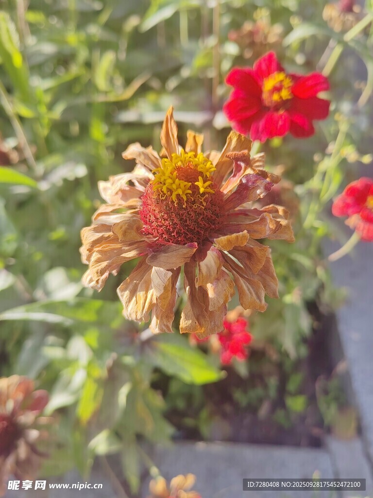 枯萎花朵与绽放花朵同框