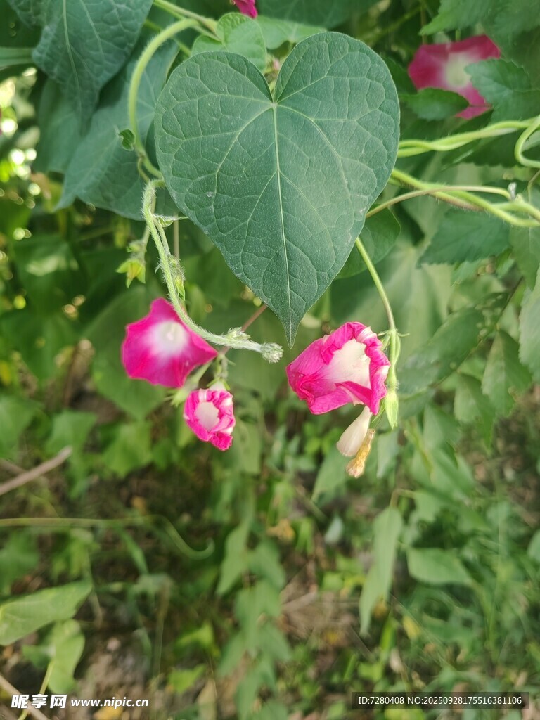 娇艳粉色花朵绽放绿叶间
