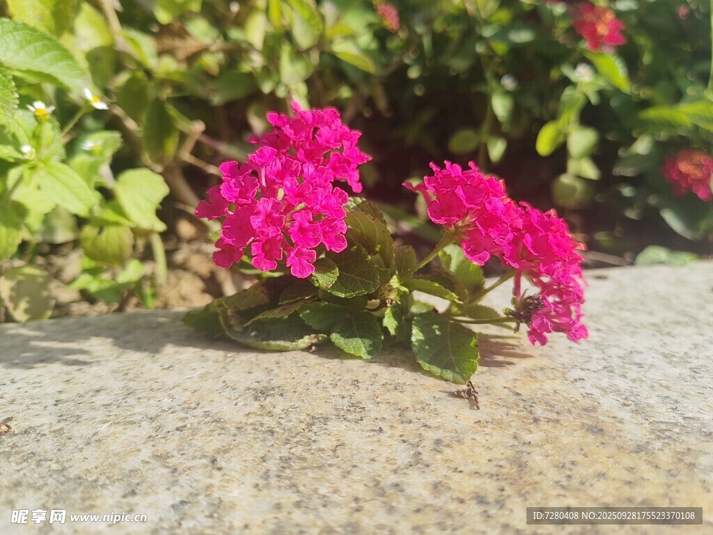 石上绽放的艳丽玫红花朵