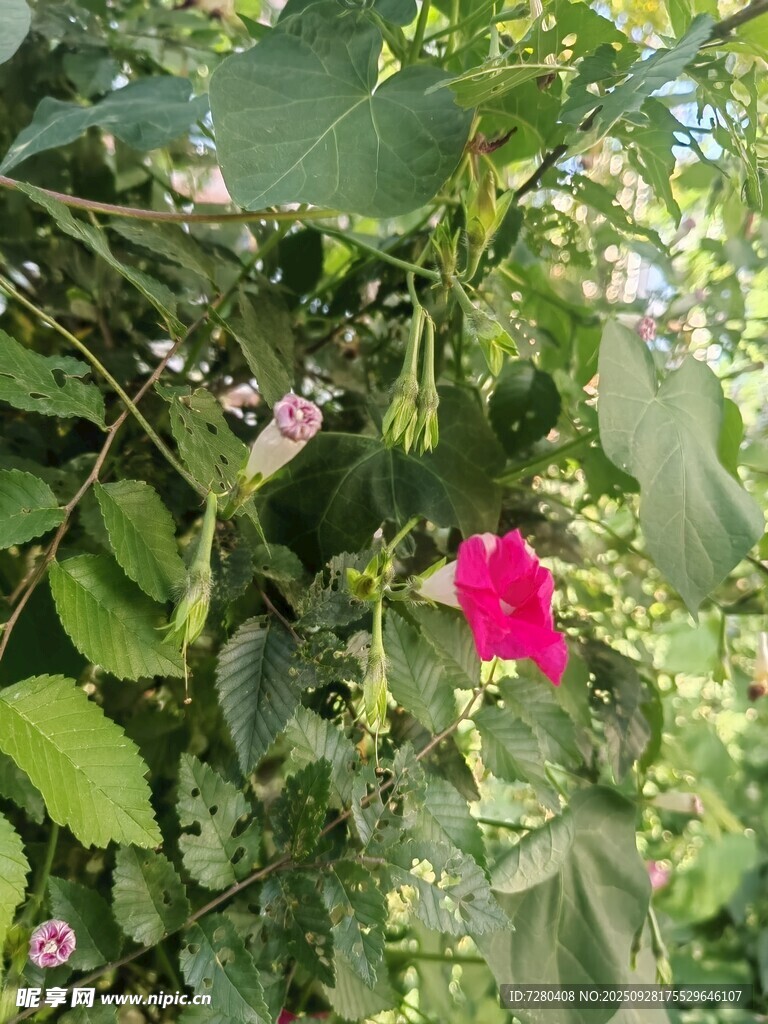 绿叶丛中娇艳的粉色花朵