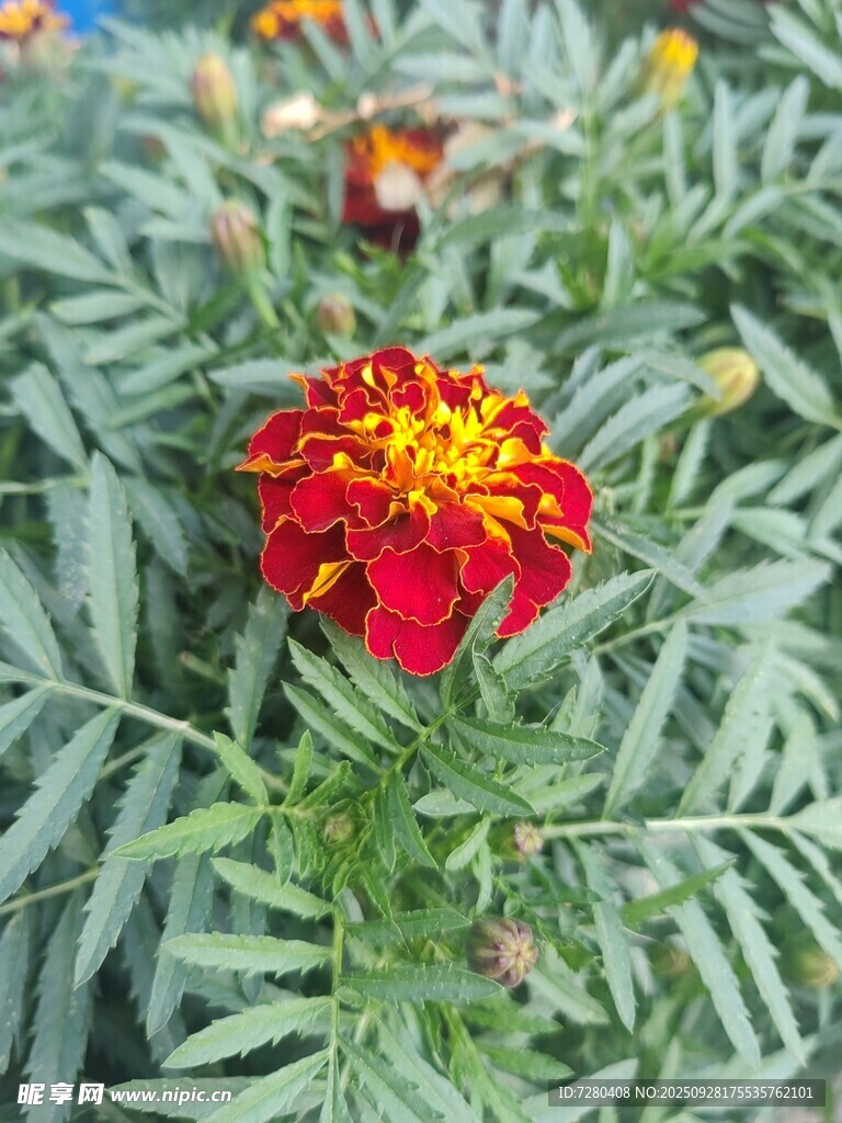 鲜艳单株万寿菊绽放绿叶间
