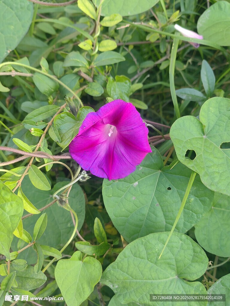 娇艳牵牛花绽放绿叶间