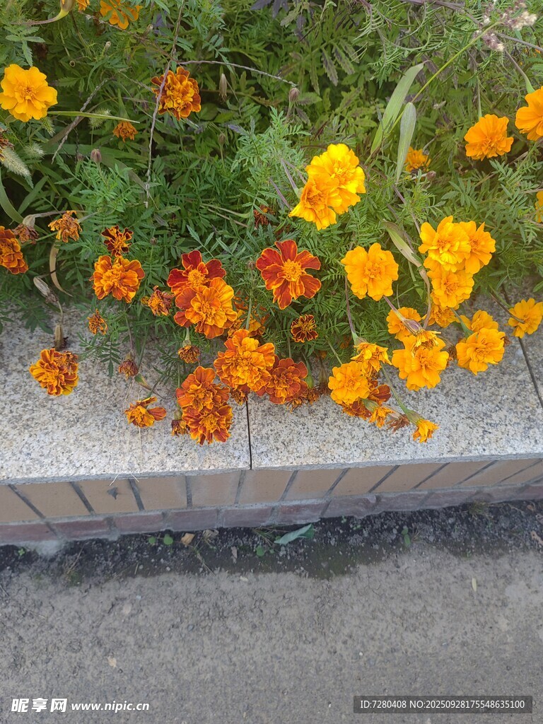 路边盛放的多彩万寿菊