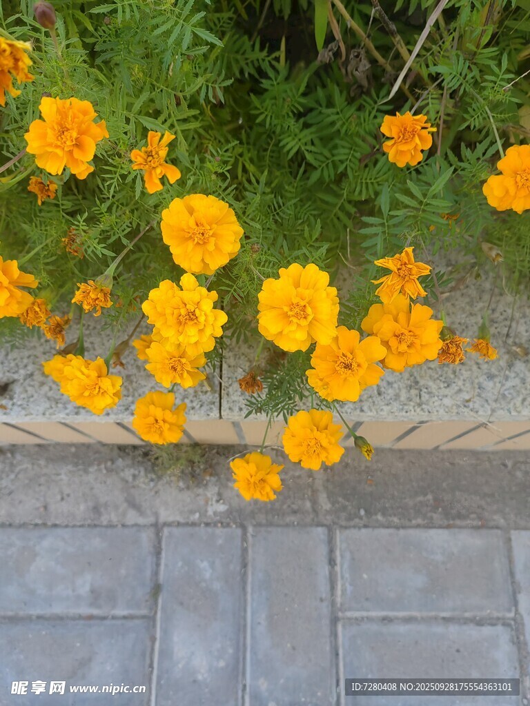 路边绽放的明艳黄色花朵