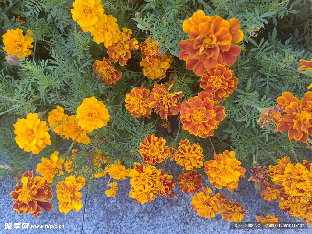 鲜艳万寿菊绽放