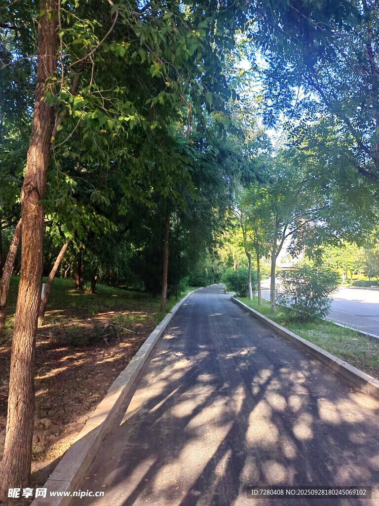 林间阳光洒落的静谧小道