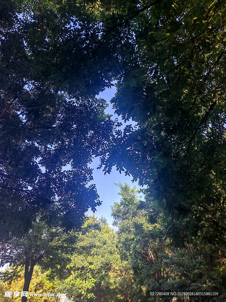 林间树梢透蓝天
