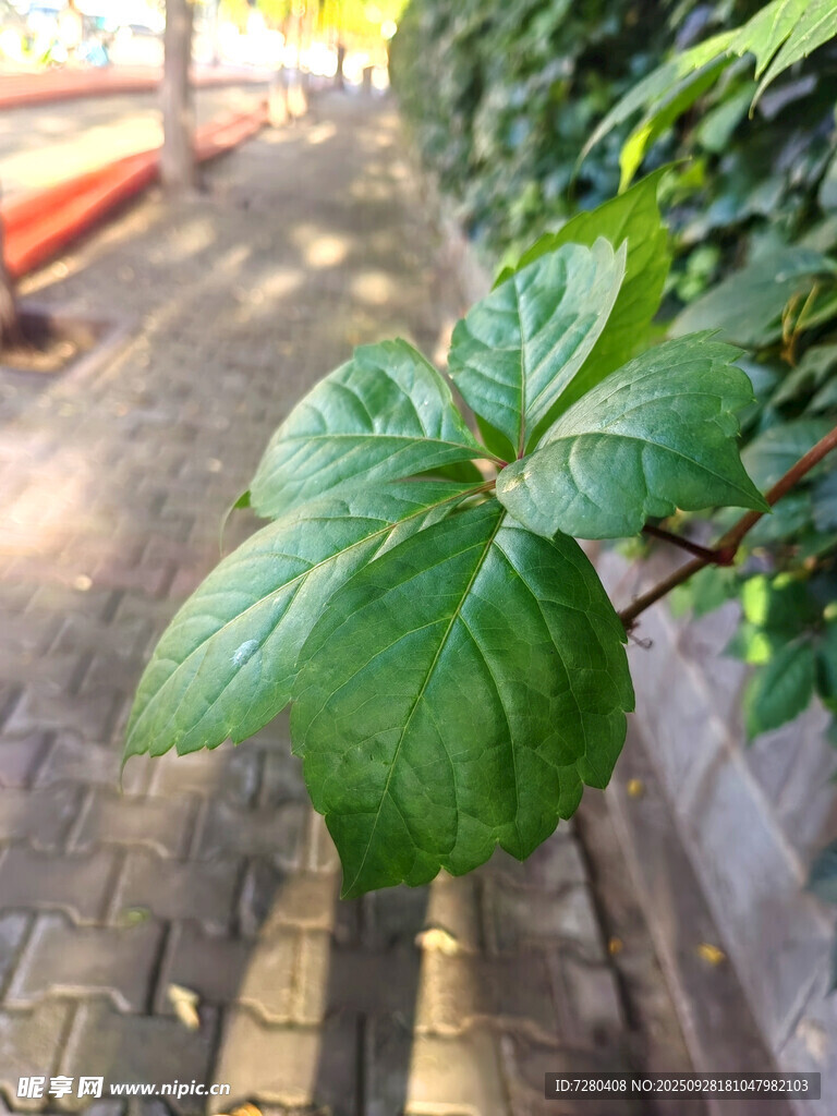 砖路旁的翠绿植物