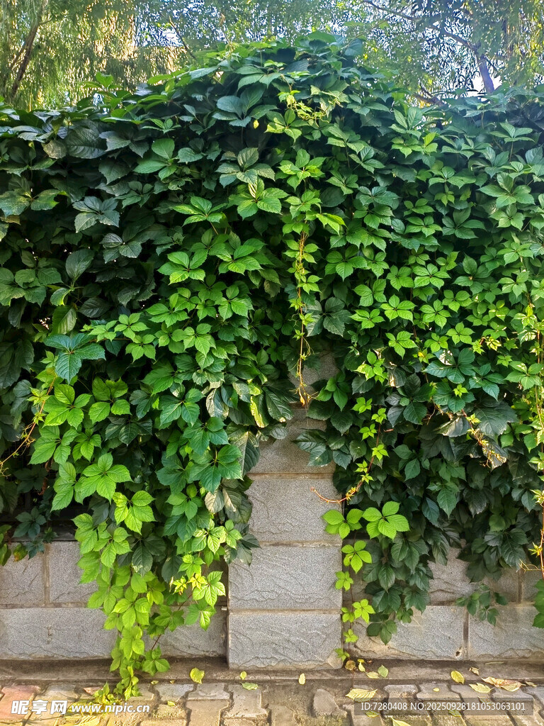 爬满绿植的石墙景观