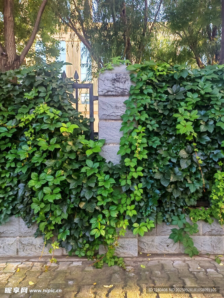 爬山虎