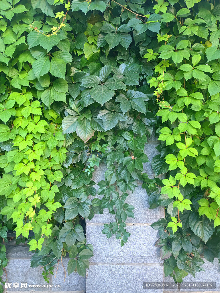爬山虎