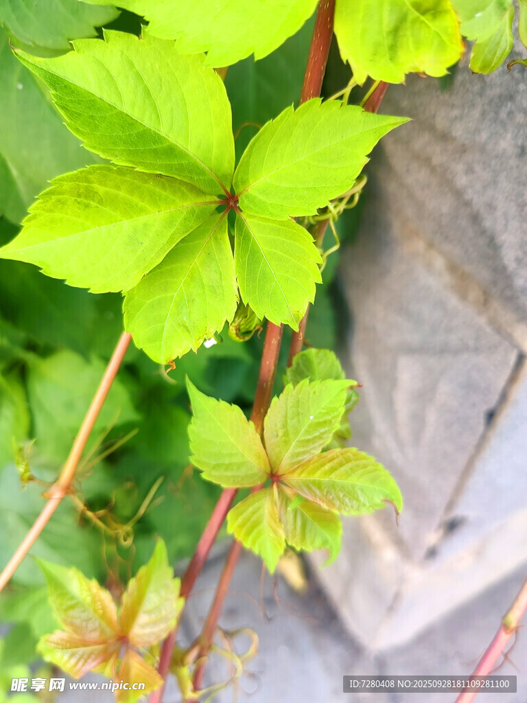 翠绿藤蔓缠绕于石边