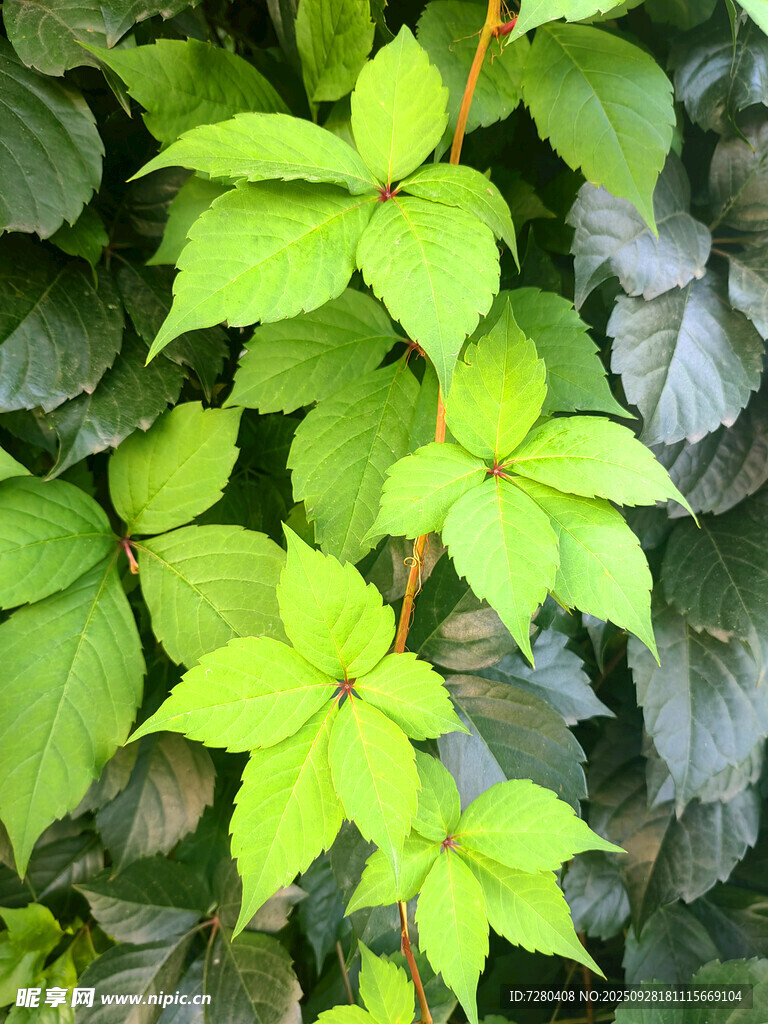 嫩绿叶片植物特写