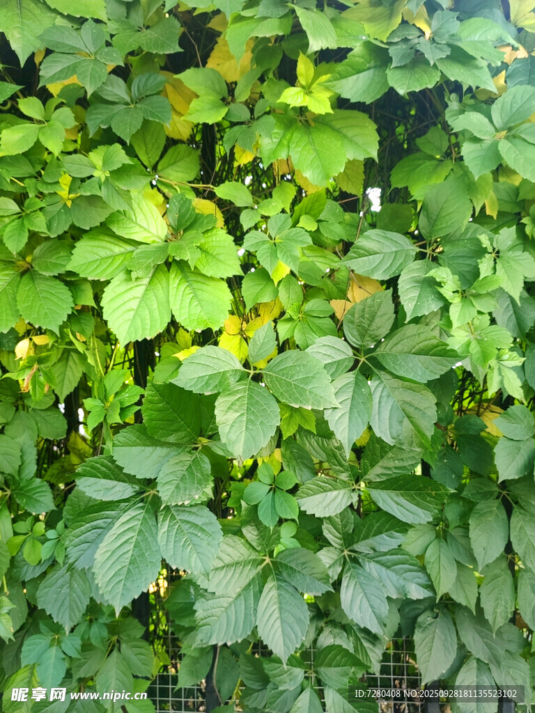 翠绿繁茂的植物景观
