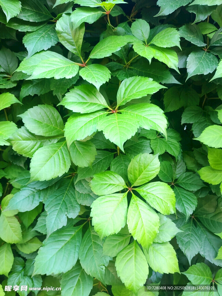 翠绿繁茂的植物叶片