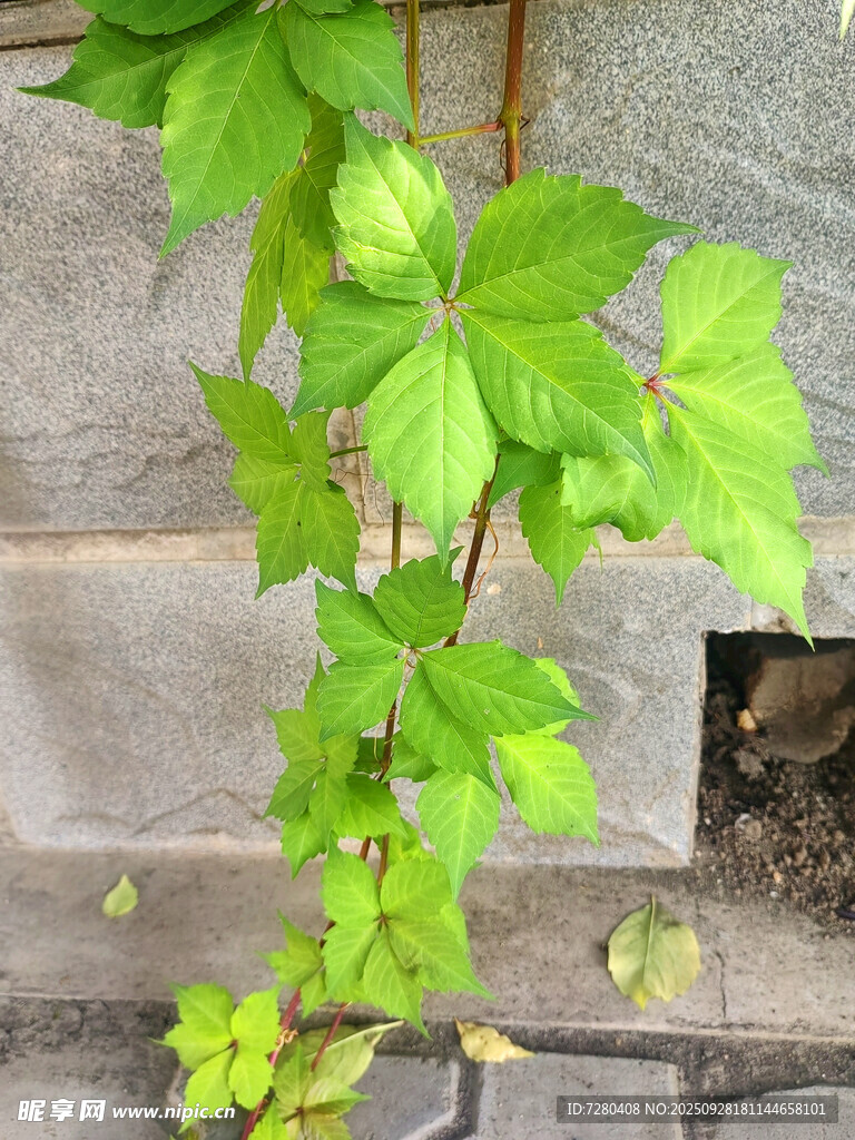 翠绿藤蔓植物生机盎然