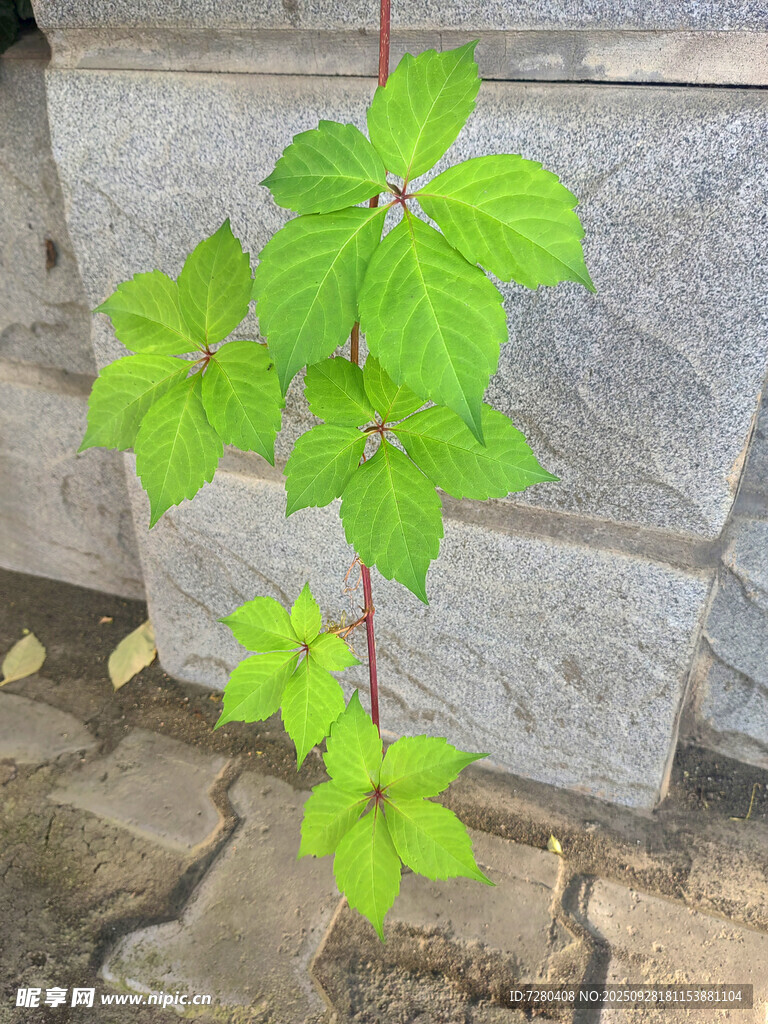 墙边翠绿藤蔓植物