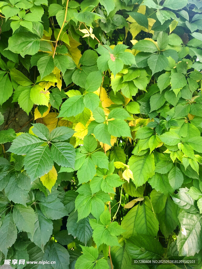翠绿繁茂的植物叶片
