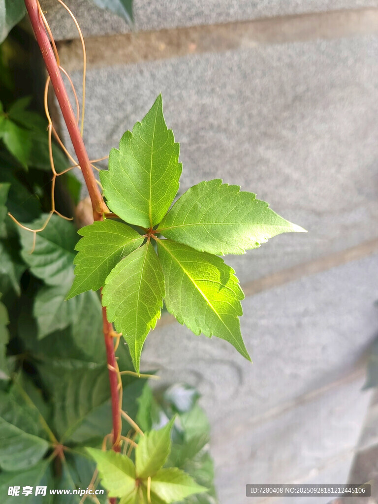 嫩绿爬藤植物叶片特写