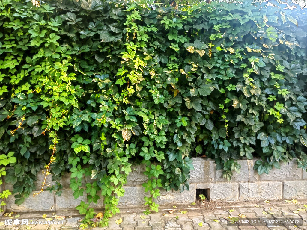 爬满绿植的石墙景观