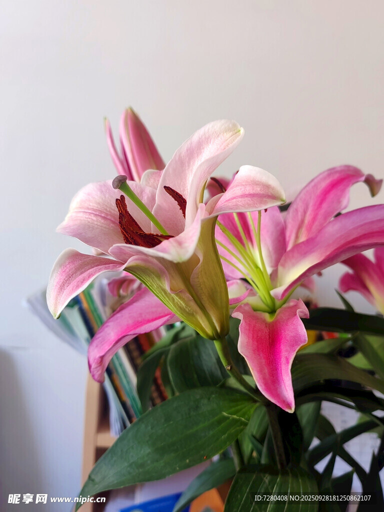 粉色百合花绽放