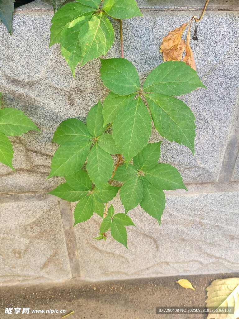 石边翠绿藤蔓生机盎然