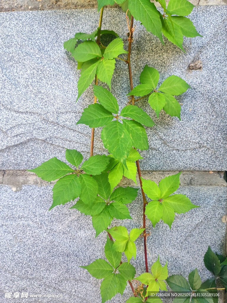 爬山虎