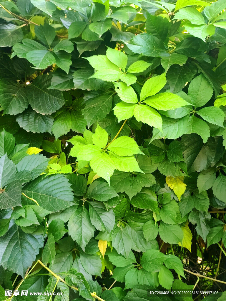 翠绿繁茂的植物景观