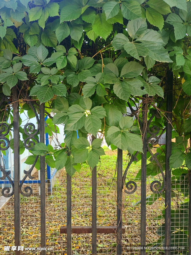 爬山虎