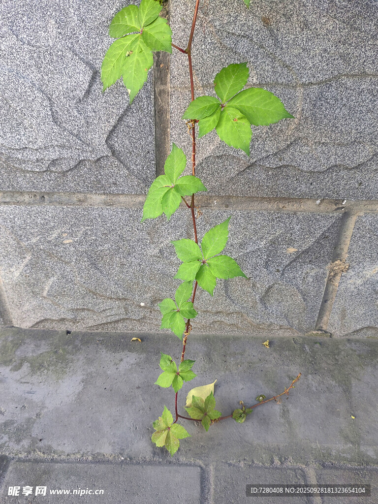 石墙旁的嫩绿藤蔓