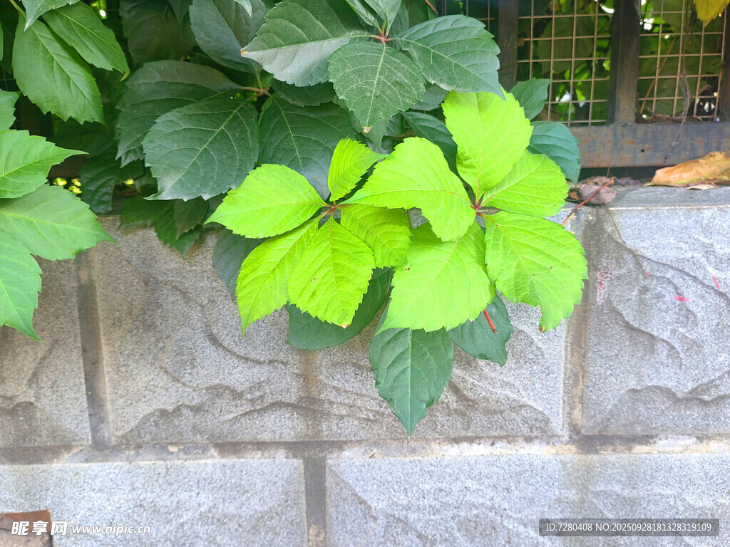 绿叶攀附石墙