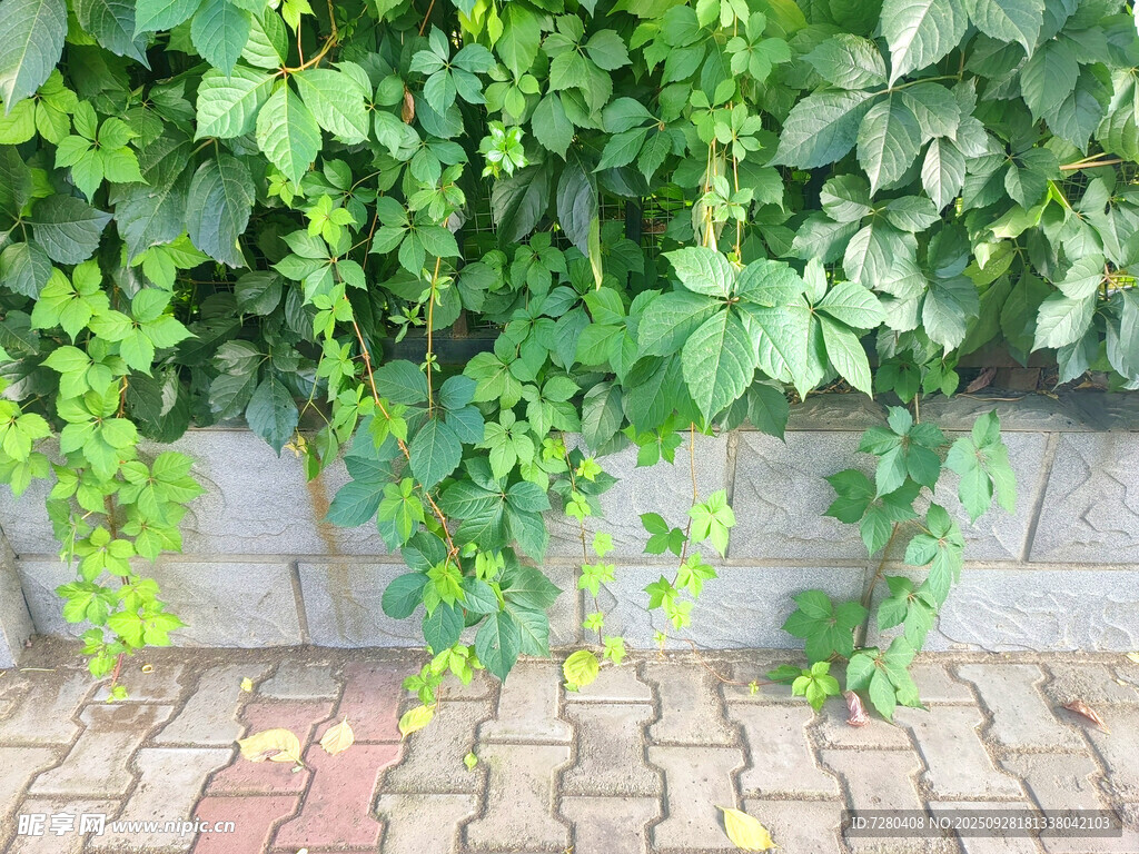 墙边翠绿藤蔓生机盎然
