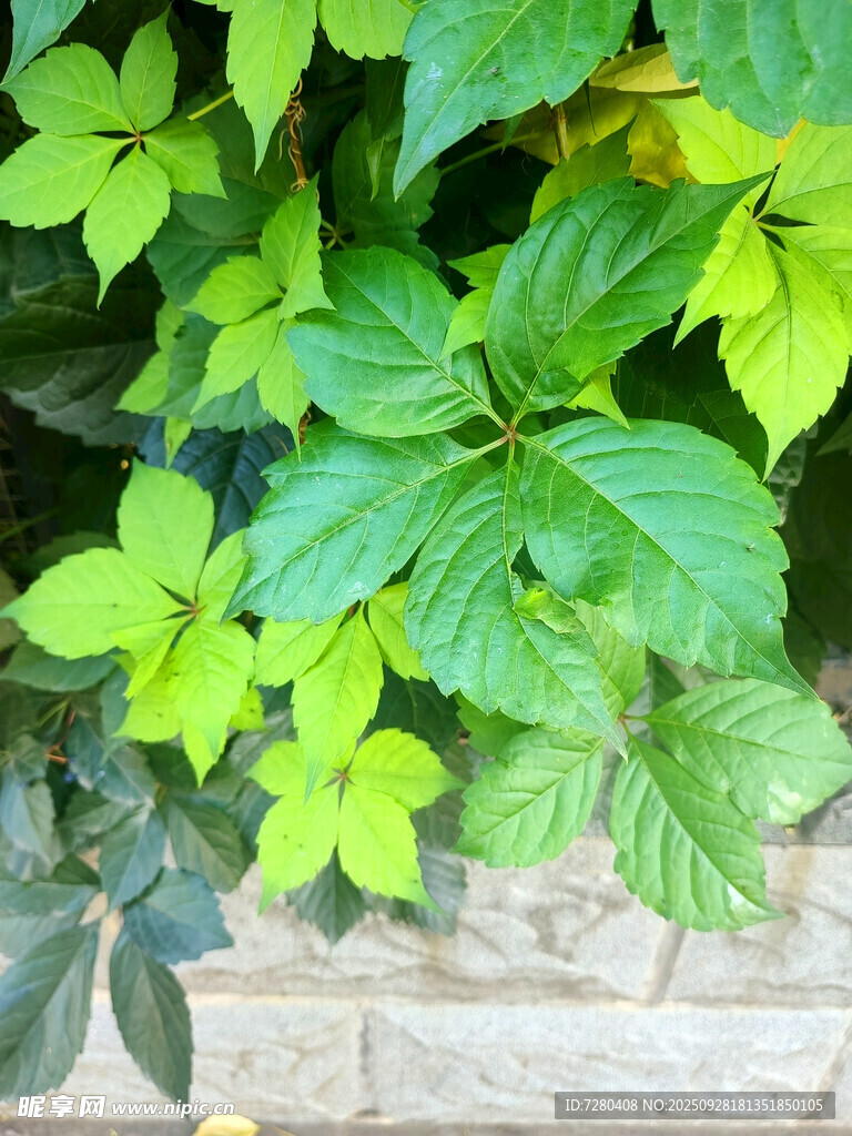 绿叶生机盎然的植物景观
