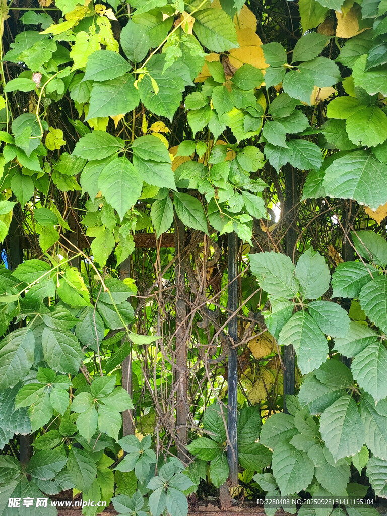 繁茂绿植藤蔓景观