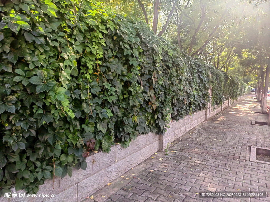 藤蔓覆盖的静谧小道