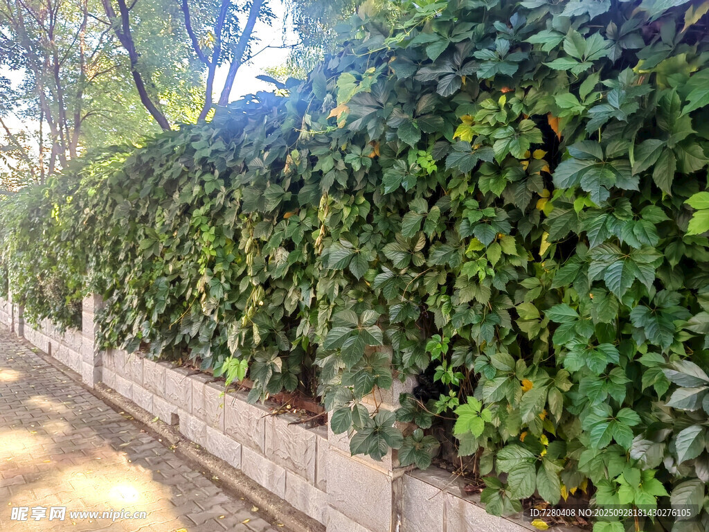 路边繁茂的绿色藤蔓植物