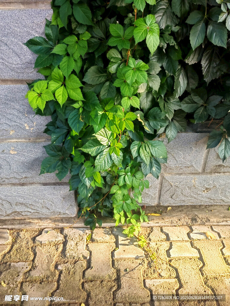 石墙边的翠绿藤蔓植物