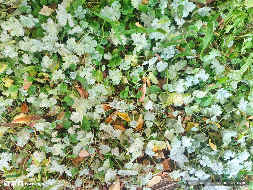 地面上的苔藓与落叶