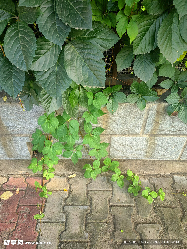 墙边绿植生机盎然