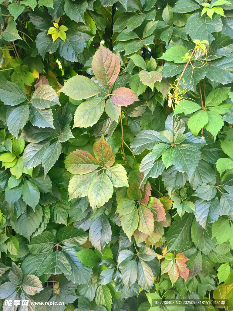 多彩叶片的植物特写