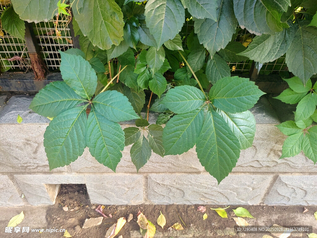 绿叶植物特写