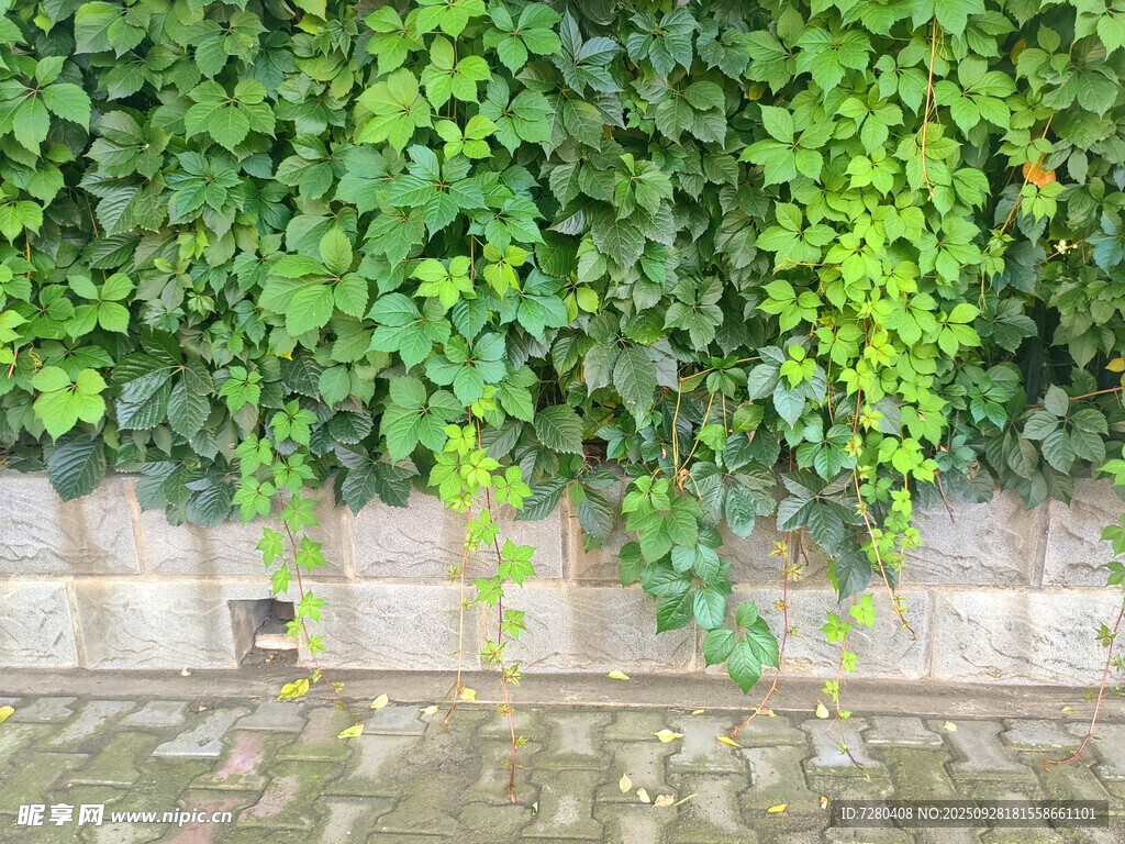 绿叶爬满石墙的自然景致