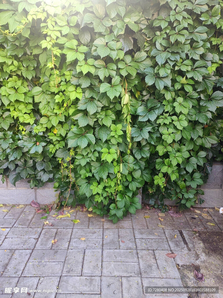 墙边繁茂的绿色藤蔓植物