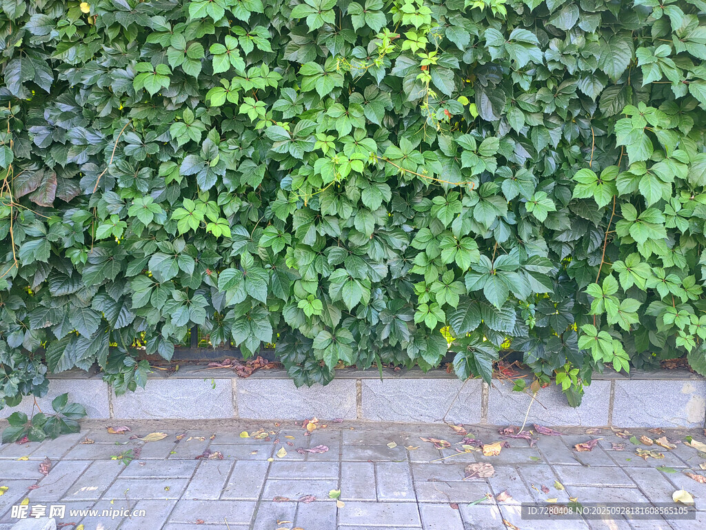 绿意盎然的墙面植物景观