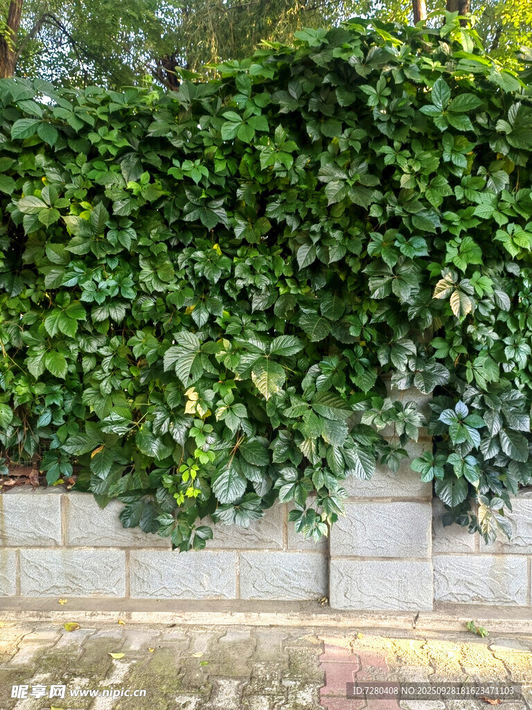 爬山虎
