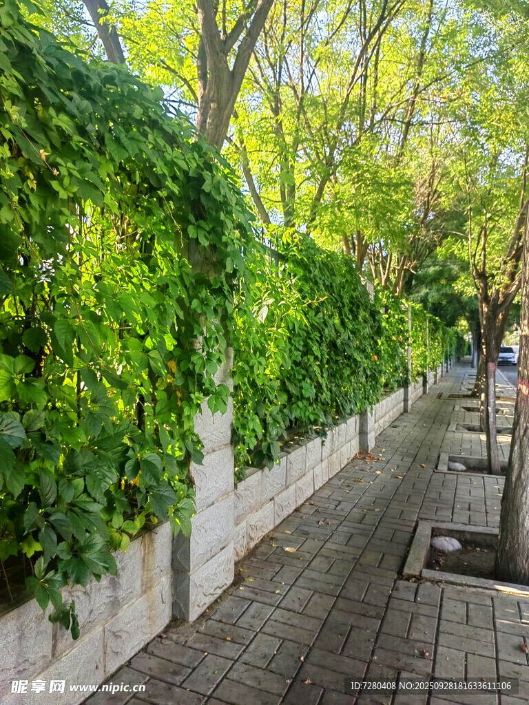 绿荫藤蔓覆盖的静谧小道