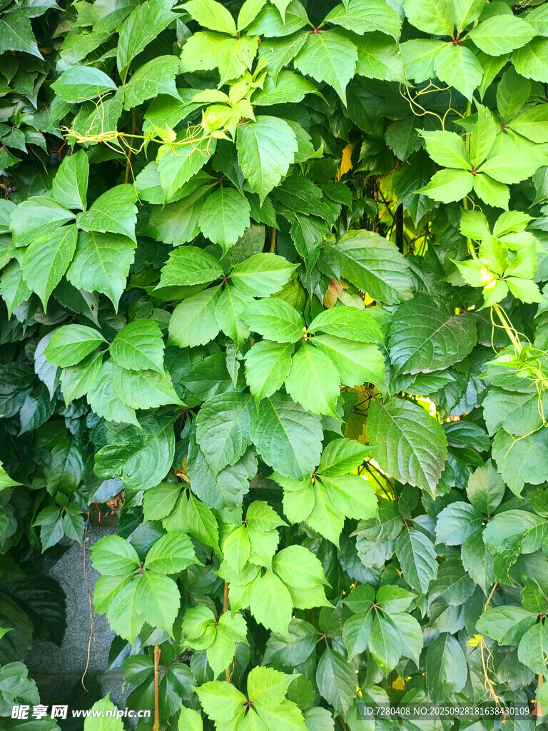 翠绿繁茂的爬藤植物